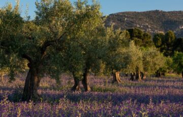 Giacenze di olio d'oliva in Italia