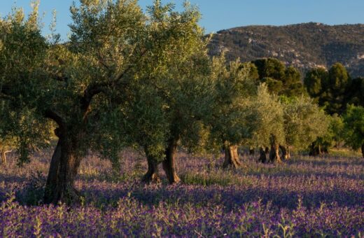 Giacenze di olio d'oliva in Italia