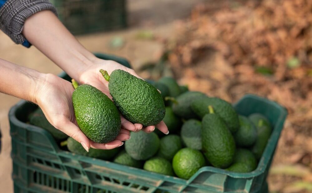 Campo di avocado in Sicilia