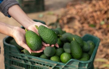 Campo di avocado in Sicilia
