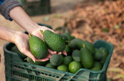Campo di avocado in Sicilia