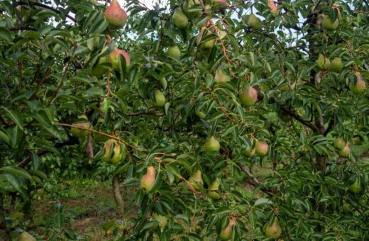 Pere italiane pronte per l'export